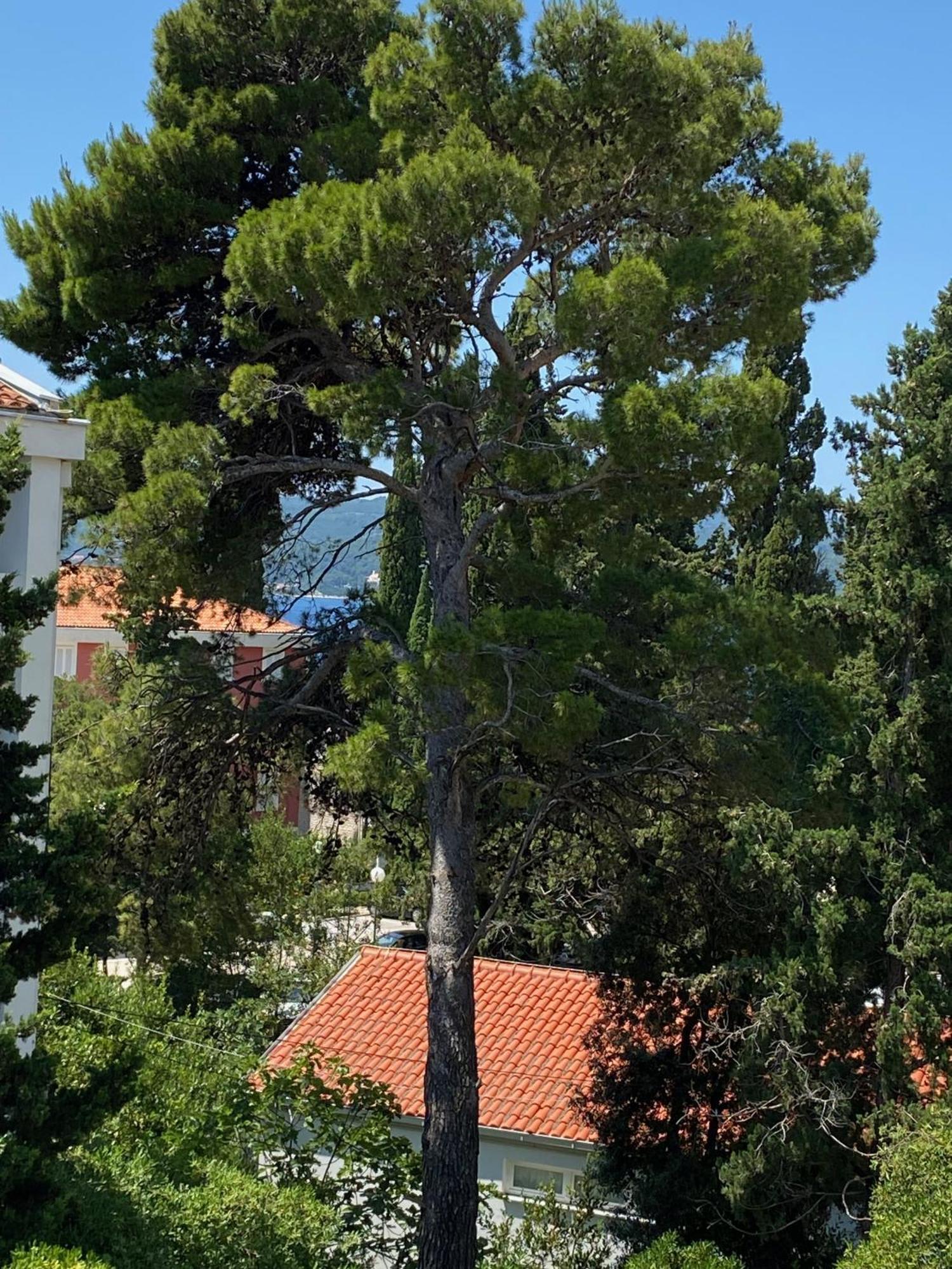 Apartmani Dusanka Orebić Εξωτερικό φωτογραφία